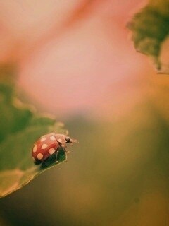 Божья коровка обои