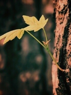 Молодой листик обои