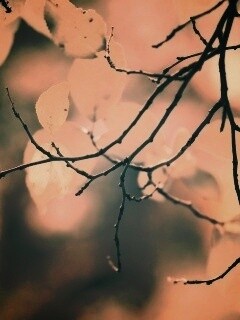 Осенние ветки без листьев обои