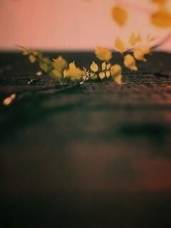 Зеленые ростки в стене обои