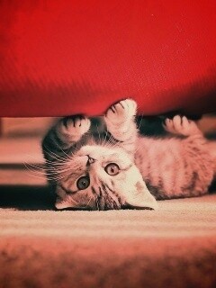 Умилльный котенок обои