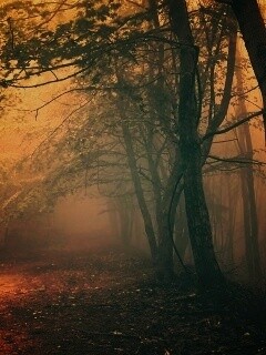 Зеленоватый туман обои