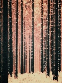 Зимний лес как штрихкод обои