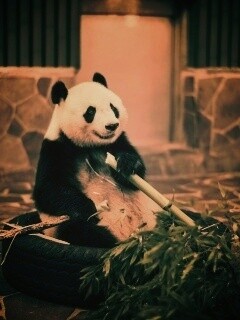 Панда точит бамбук обои