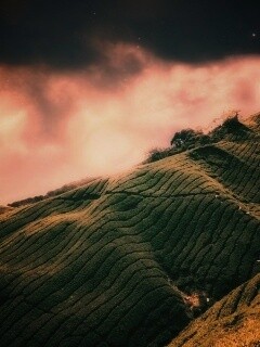 Чайные поля обои