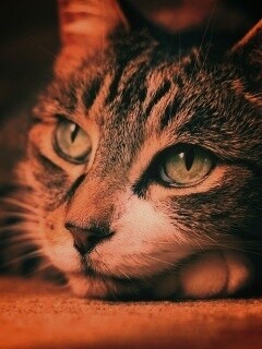 Наблюдающая кошка обои