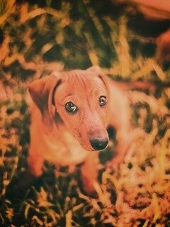 Маленькая милая такса обои