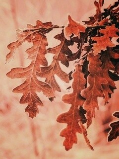 Дубовые листья обои