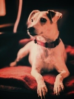 Собака на кресле обои
