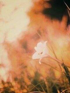 Цветок затерявшийся в траве обои