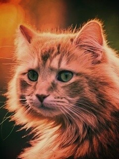 Рыжий кот в лучах солнца обои