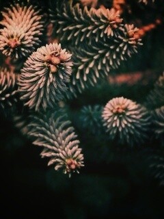 Хвойные иголки обои