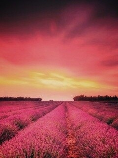 Поле фиолетовых цветов на закате обои