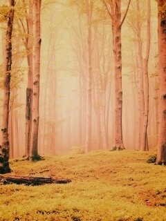 Опушка осинового леса обои