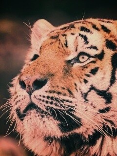 Амурский тигр обои