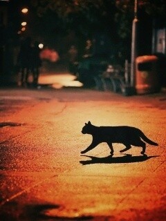 Кошка на ночной улице обои