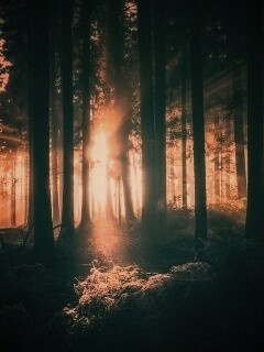 Свет пробивается сквозь стволы деревьев обои