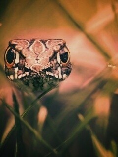 Змея в траве обои