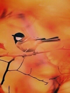 Синичка в желтой листве обои