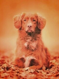 Осенний пес обои