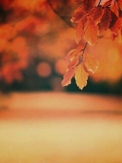 Осенний парк обои