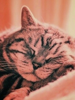 Спящий кошак обои