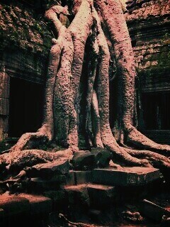 Мощные корни обои