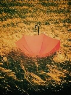 Зонт на траве обои