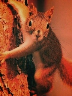 Белка на дереве обои