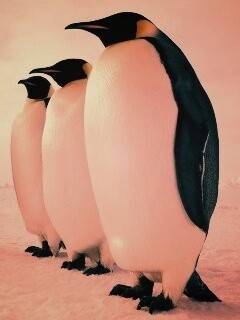 Слет пингвинов обои