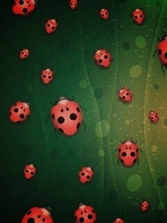 Божьи коровки обои