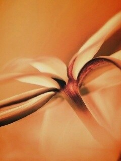 Цветок обои