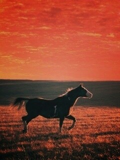 Мустанг обои