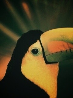 Грустный желтогрудый тукан обои