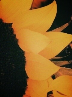 Подсолнухи обои