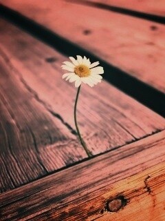 Жизнь среди смерти обои