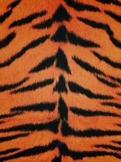 Тигриная шкура обои