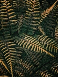 Папоротник обои
