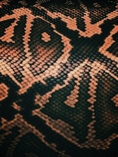 Змеиная кожа обои