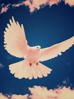 Белый голубь в небе обои