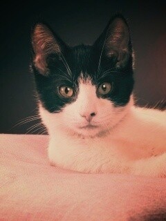 Кот на подушке обои