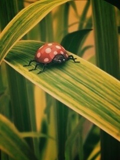 Милая божья коровка робот обои