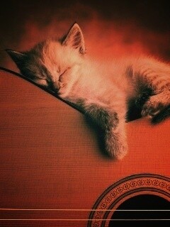 Котенок на гитаре обои