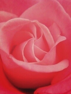 Идеальная роза обои