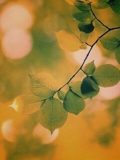 Зеленая ветка с листьями обои