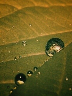 Капли на листе обои