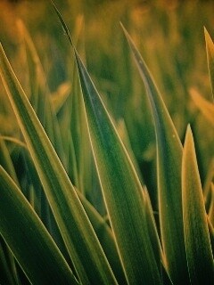 Идеальная зелень обои