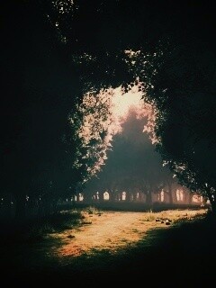 Сумерки в волшебном лесу обои