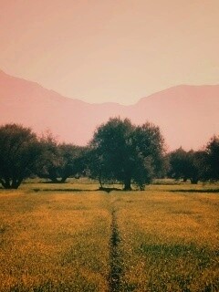 Зеленое поле обои