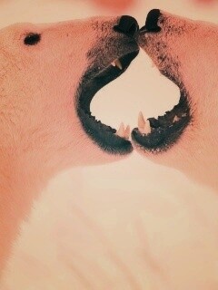 Полярные медведи обои